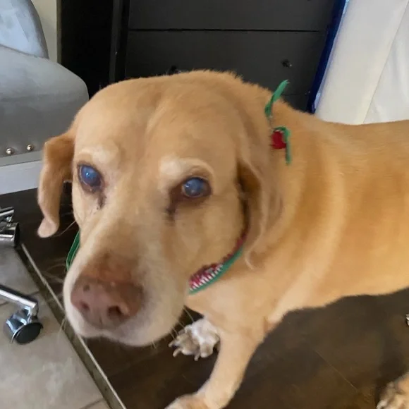 49Winters Shell Hooded Down Puffer Jacket Green Gunmetal Medium EUC - Picture 13 of 13